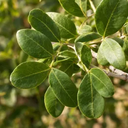 Pistachier vrai 'C-special' (Pistacia vera) — gros plan sur feuilles ovales vertes · Photo d'illustration