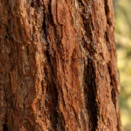 Cyprès de lambert 'Lutea' (Cupressus macrocarpa) — gros plan d’écorce avec résine · Photo d'illustration