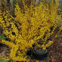 Forsythia 'Lynwood gold' (Forsythia intermedia) — arbuste aux nombreuses fleurs jaunes en pot de pépinière · Pot 8L