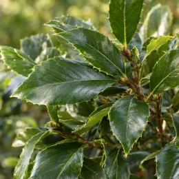 Houx à feuilles de chataigner (Ilex castaneifolia) — feuilles coriaces et brillantes en gros plan · Photo d'illustration