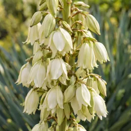 Résistant au sec (Yucca neomexicana) — grappe dense de clochettes florales pâles · Photo d'illustration