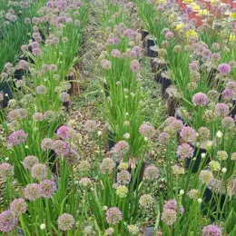 Ail (Allium millenium) — rangées de touffes fleuries alignées en pépinière · Pot 3L Touffe