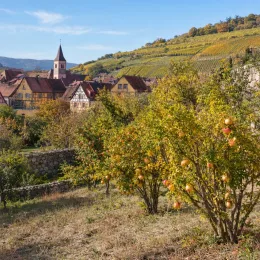 Grenadier à fruit 'Kabylie' (Punica granatum) — arbustes fruitiers devant village et coteaux viticoles · Photo d'illustration