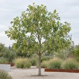 Pistachier vrai 'Peters' (Pistacia vera) — arbre isolé au feuillage dense sur gravier
