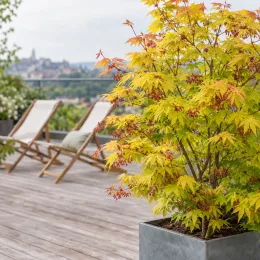 Érable du japon 'Summer gold' (Acer palmatum) — arbuste coloré en bac sur terrasse en bois