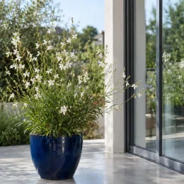 Gaura 'Belleza white' (Gaura lindheimeri) — plante florifère en pot bleu sur terrasse · Photo d'illustration