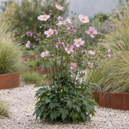 Anémone du japon 'Charm' (Anemone september) — touffe fleurie aux fleurs roses dans massif minéral · Photo d'illustration