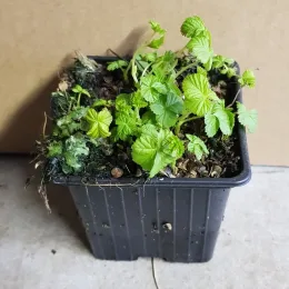Framboisier nain arctique 'Marika' (Rubus arcticus) — jeune plant vert dans pot plastique noir · Godet