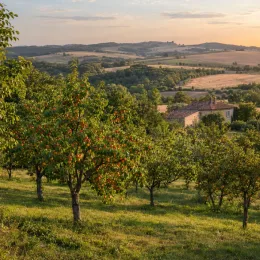 Abricotier 'Pinkot' (Prunus armeniaca) — verger d'arbres fruitiers devant une campagne vallonnée