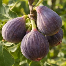 Figuier 'Violette d'argenteuil' (Ficus carica) — groupe de fruits mûrs accrochés à une branche · Photo d'illustration