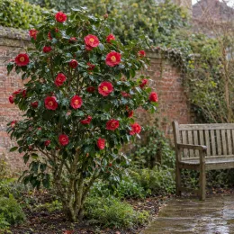 Camélia 'Mary williams rouge' (Camellia reticulata) — arbuste fleuri près d’un banc de jardin