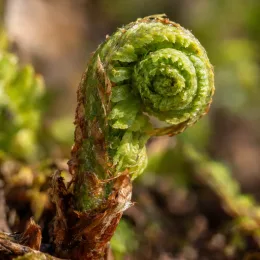 Fougère femelle (Athyrium filix-femina) — jeune fronde enroulée, gros plan · Photo d'illustration