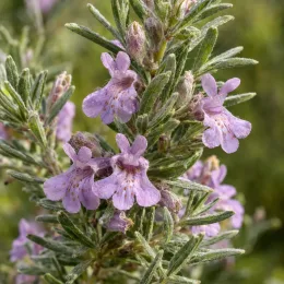 Westringia (Westringia eremicola) — fleurs mauves tachetées en gros plan sur feuillage · Photo d'illustration