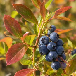 Myrtillier 'Legacy' (Vaccinium corymbosum) — grappe de baies bleues sur feuillage coloré · Photo d'illustration