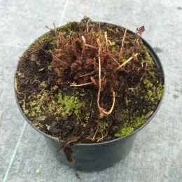 Fougère femelle (Athyrium filix-femina) — touffe sèche avec mousse dans pot noir · Pot 2.5L Touffe