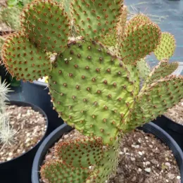 Oponce lubrifiée (Opuntia lubrica) — cactus aux raquettes ovales couvertes de glochides