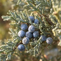 Genévrier 'Grey owl' (Juniperus virginiana) — rameau avec nombreux petits fruits ronds bleutés