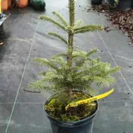 Epicéa commun (Picea abies) — jeune conifère en pot sur sol de pépinière · Pot 2.5L