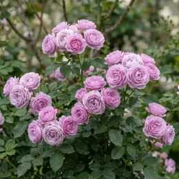 Rosier 'Nautica®' (Rosa) — nombreuses fleurs doubles rose lilas sur tiges