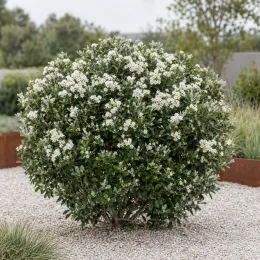 Marguerite de nouvelle-zélande (Olearia haastii) — arbuste rond couvert de petites fleurs blanches · Photo d'illustration