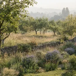 Barbe-bleue 'Kew blue' (Caryopteris clandonensis) — massif de vivaces fleuries devant muret de pierre · Photo d'illustration