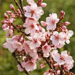 Cerisier à fleurs du japon nain 'Paean' (Prunus incisa) — branche couverte de petites fleurs roses · Photo d'illustration