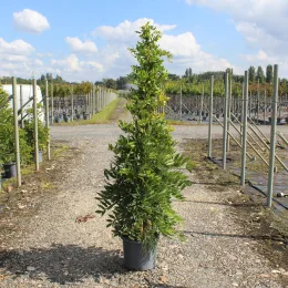 Glycine 'Black dragon' (Wisteria floribunda) — grand plant vertical en pot sur graviers · Pot 15L