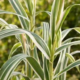 Canne de provence naine 'Variegata compact elly' (Arundo donax) — longues feuilles panachées vertes et crème · Photo d'illustration