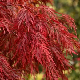 Érable du japon 'Cascade crimson' (Acer palmatum) — feuillage finement découpé rouge, gros plan