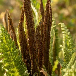 Matteucia (Matteucia struthiopteris) — frondes fertiles dressées entourées de frondes vertes · Photo d'illustration