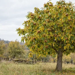 Châtaignier 'Verdale' (Castanea sativa) — arbre isolé couvert de bogues dans un pré · Photo d'illustration
