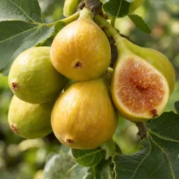 Figuier 'Kadota' (Ficus carica) — gros plan sur plusieurs figues mûres