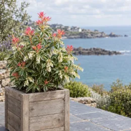 Andromède du japon 'Flaming silver' (Pieris japonica) — arbuste bicolore en bac bois devant la mer · Photo d'illustration