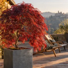 Érable du japon 'Diss. inabashidare' (Acer palmatum) — arbuste au feuillage rouge sur terrasse aménagée