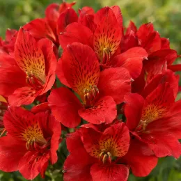 Alstrœmères 'Titan' (Alstroemeria) — gros plan de fleurs rouges tachetées au cœur jaune · Photo d'illustration