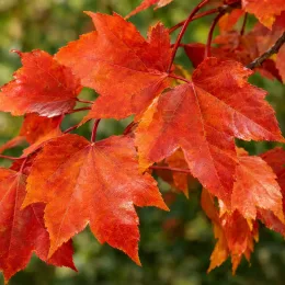 Érable rouge 'Red sunset' (Acer rubrum) — feuilles palmées rouges orangées sur fond vert flou