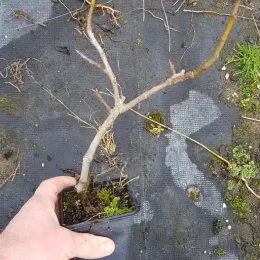 Figuier 'Goutte d or' (Ficus carica) — jeune plant ligneux en pot plastique noir · Godet