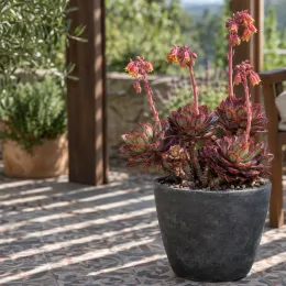 Succulente 'Maruba benitsukasa' (Echeveria nodulosa) — succulente aux feuilles rouges et vertes fleurie · Photo d'illustration
