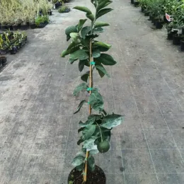 Tangor japonais (Citrus) — jeune arbre fruitier tuteuré en pot de pépinière · Pot 8L Baliveau