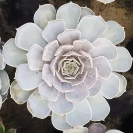 Echeveria 'Lila china' — rosette de succulente aux feuilles épaisses pâles · Pot 2.5L