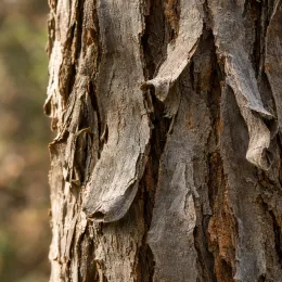 Noyer blanc d'amérique (Carya ovata) — gros plan d’écorce d’arbre fissurée · Photo d'illustration