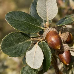 Chêne à glands doux 'Ballota' (Quercus ilex subsp. rotundifolia) — gros plan de glands mûrs parmi des feuilles · Photo d'illustration