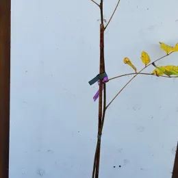 Pacanier aquatique (Carya aquatica) — jeune arbuste tuteuré aux feuilles clairsemées · Pot 3L Baliveau