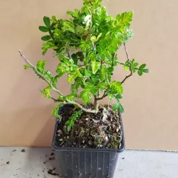 Poivre du sichuan (Zanthoxylum beecheyanum) — jeune arbuste au feuillage vert en pot plastique · Godet