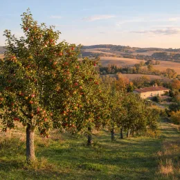 Pommier 'Annurca' (Malus domestica) — rangée de pommiers chargés de fruits rouges