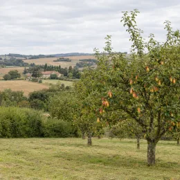 Pommier 'Museau de lievre' (Malus domestica) — rang d'arbres fruitiers au verger, paysage vallonné · Photo d'illustration