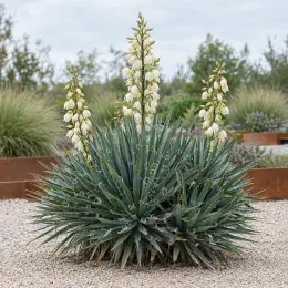 Yucca banane 'Ssp baccata' (Yucca baccata) — touffe d’yucca graphique avec hampes fleuries blanches · Photo d'illustration