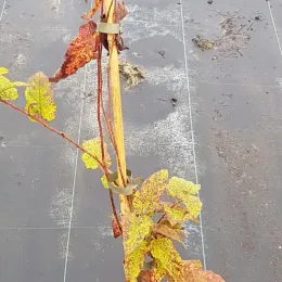 Ronce paniculée (Rubus paniculatus) — jeune tige palissée avec quelques feuilles jaunies · Pot 2.5L