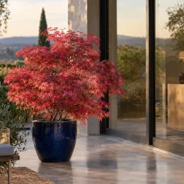 Érable du japon 'Beni maiko' (Acer palmatum) — érable asiatique rouge en pot bleu sur terrasse