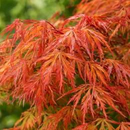 Érable du japon 'Orangeola' (Acer palmatum) — feuillage fin et découpé aux teintes orangées · Photo d'illustration